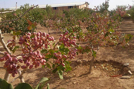خسارت تگرگ و سیلاب به باغات پسته کوهبنان