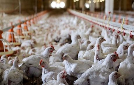 مرغداران با کمبود نهاده‌های دامی مواجه هستند