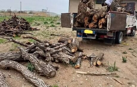 دستگیری ۶ نفر در جریان کشف محموله چوب قاچاق در قائم شهر