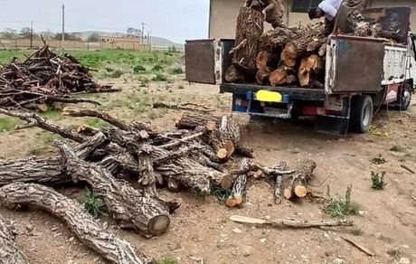 دستگیری ۶ نفر در جریان کشف محموله چوب قاچاق در قائم شهر