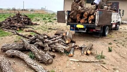 دستگیری ۶ نفر در جریان کشف محموله چوب قاچاق در قائم شهر