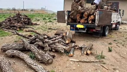 دستگیری ۶ نفر در جریان کشف محموله چوب قاچاق در قائم شهر