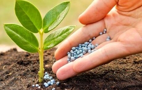 دلیل برگشت محصولات کشاورزی صادراتی/ کیفیت کود و سموم داخلی پایین تر از وارداتی ها است