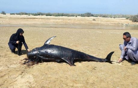 کشف یک عدد لاشه دلفین در سواحل چابهار