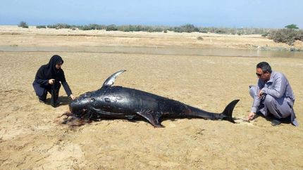 کشف یک عدد لاشه دلفین در سواحل چابهار