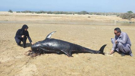 کشف یک عدد لاشه دلفین در سواحل چابهار
