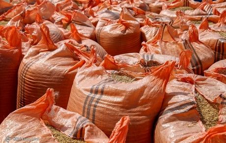 برنج های مانده در گمرک