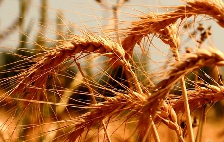 رکورد ۲۰ ساله خرید تضمینی گندم در سردشت شکست