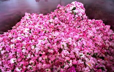 افزایش ۵ درصدی برداشت گل محمدی در گلپایگان