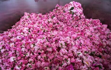 افزایش ۵ درصدی برداشت گل محمدی در گلپایگان