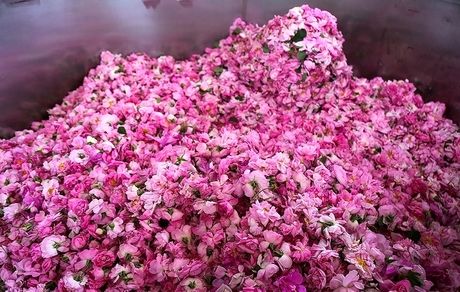 افزایش ۵ درصدی برداشت گل محمدی در گلپایگان