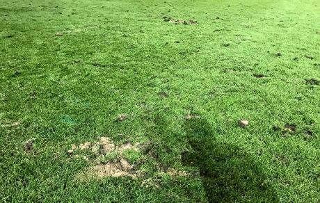 رئیس فدراسیون فوتبال: وضعیت چمن نقش جهان آبروریزی شد