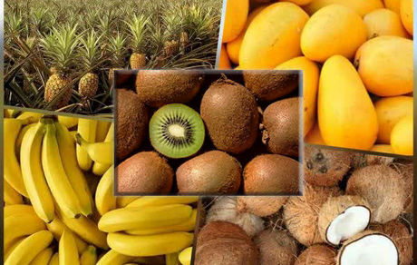 صادرات کیوی با واردات میوه‌های گرمسیری تهاتر می‌شود