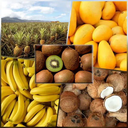 صادرات کیوی با واردات میوه‌های گرمسیری تهاتر می‌شود
