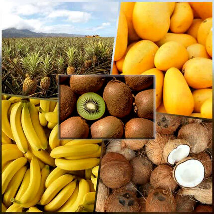 صادرات کیوی با واردات میوه‌های گرمسیری تهاتر می‌شود