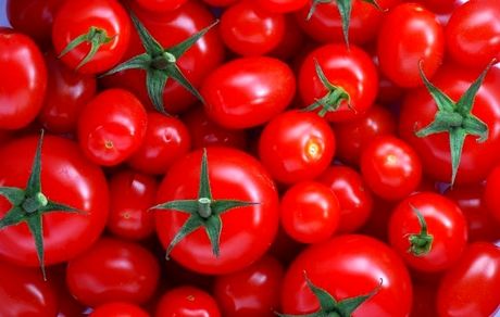 چرا گوجه فرنگی گران شد؟