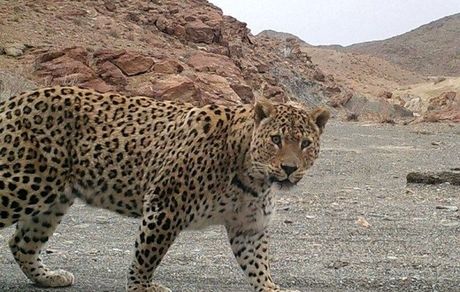 یک قلاده پلنگ ایرانی در رودبار الموت شرقی دیده شد