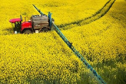 خرید تضمینی هزار تن کلزا در استان فارس