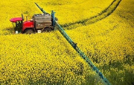 خرید تضمینی هزار تن کلزا در استان فارس