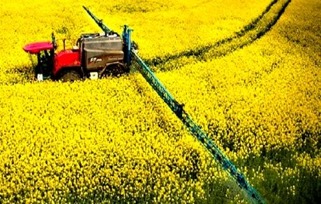 خرید تضمینی هزار تن کلزا در استان فارس