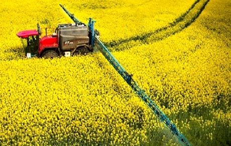 خرید تضمینی هزار تن کلزا در استان فارس