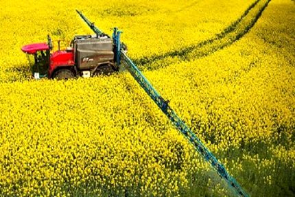خرید تضمینی هزار تن کلزا در استان فارس