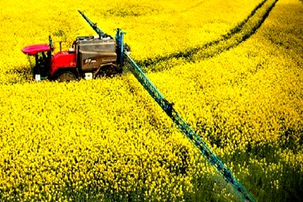 خرید تضمینی هزار تن کلزا در استان فارس