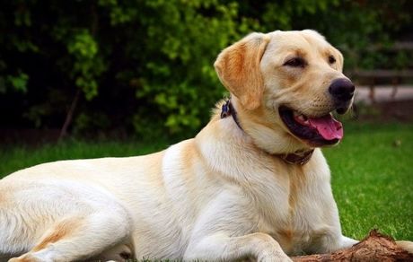 «سگ‌ها» هم برای تشخیص «کرونا» وارد عمل شدند