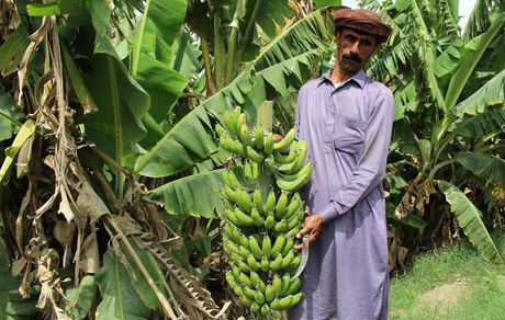 تامین ۲۰ درصد موز مصرفی کشور توسط کشاورزان ایرانی