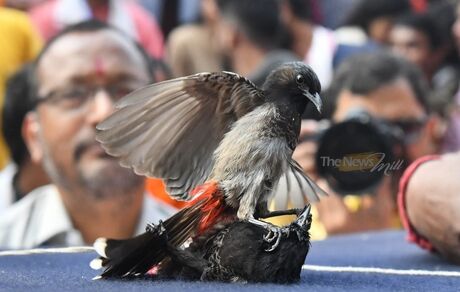 برگزاری دوباره جنگ بلبل‌ها در هند بعد از ۸  سال ممنوعیت