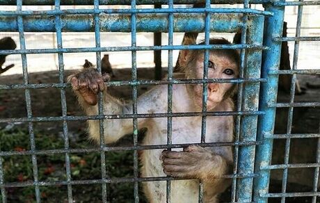 باغ وحش صفادشت تعطیل شد
