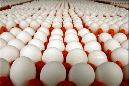 هشدار درباره وضعیت تولید تخم مرغ