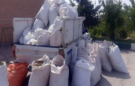 سارق دو تن پسته خام در سیرجان دستگیر شد