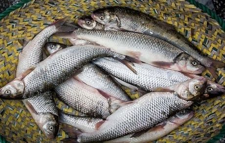 برای ارائه ماهی با کالابرگ به جمع بندی نرسیدیم