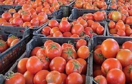 عراق واردات گوجه فرنگی از ایران را آغاز کرد