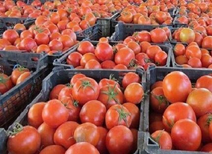 عراق واردات گوجه فرنگی از ایران را آغاز کرد