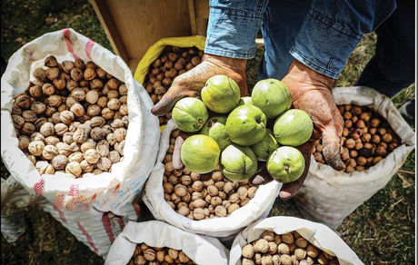 برداشت نوبرانه گردو در استان گیلان آغاز شد