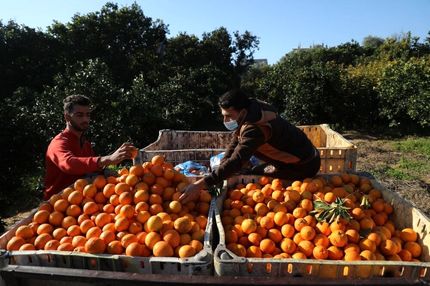 تولید بیش از ۲۵ میلیون تن محصولات باغبانی در کشور