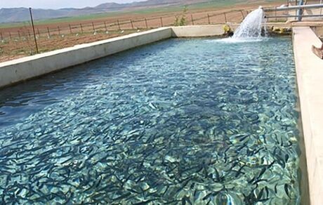 افزایش ۳۵ درصدی تولید ماهیان سردابی در استان لرستان