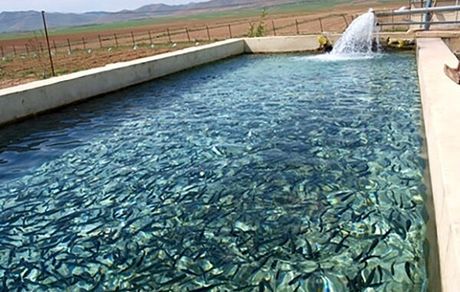 افزایش ۳۵ درصدی تولید ماهیان سردابی در استان لرستان