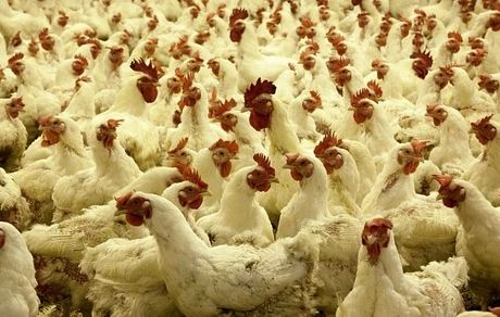 بیماری جدید رسید / نوع جدید آنفلوآنزای مرغی در چین به انسان سرایت کرد!