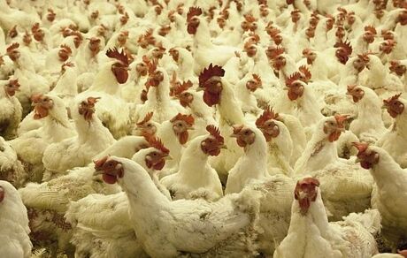 بیماری جدید رسید / نوع جدید آنفلوآنزای مرغی در چین به انسان سرایت کرد!