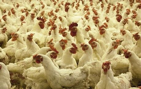بیماری جدید رسید / نوع جدید آنفلوآنزای مرغی در چین به انسان سرایت کرد!