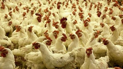 بیماری جدید رسید / نوع جدید آنفلوآنزای مرغی در چین به انسان سرایت کرد!