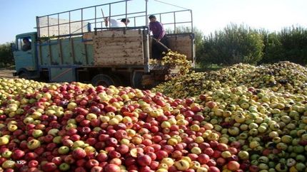 سالانه در ایران، به اندازه غذای ۹ میلیون نفر، محصول کشاورزی هدر می‌رود