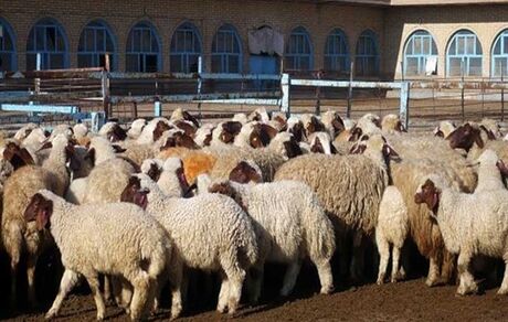 هشدار در مورد کمبود دام