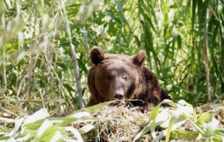 صحت خبر آتش زدن خرس قهوه‌ای در آذربایجان شرقی در دست بررسی است