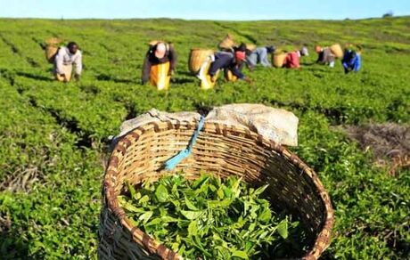 افزایش ۱۰ درصدی خرید تضمینی برگ سبز چای