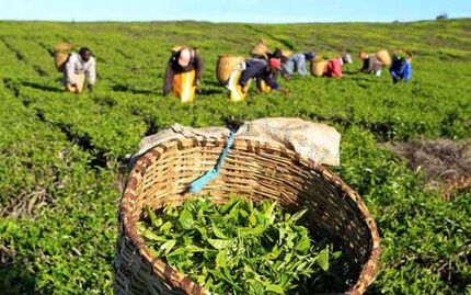 افزایش ۱۰ درصدی خرید تضمینی برگ سبز چای