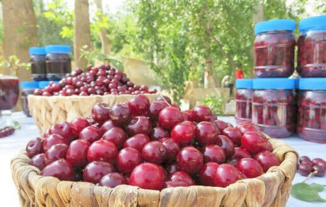 زنگینه میزبان چهارمین جشنواره آلبالو